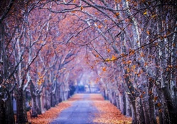 Autumn Walk