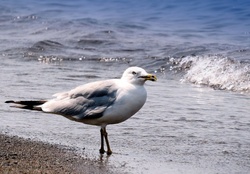Seagull Says Summer