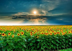 Beauty Sunset Over Sunflowers Field