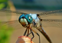 Beautiful Blue Dragonfly