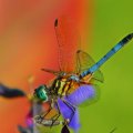 Amazing Close Up Dragonfly