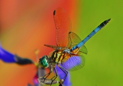 Amazing Close Up Dragonfly