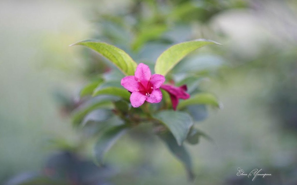 Lonely pink flower