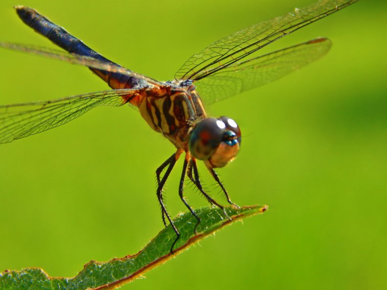 Close Up Dragonfly