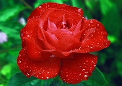 Summer Red Rose