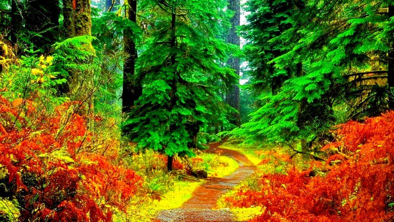 road_in_the_beutiful_forest.jpg