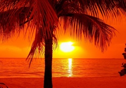 Tropical Summer Sunset
