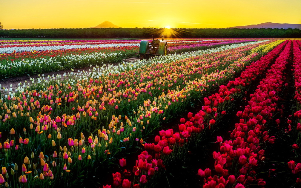 Tulips field at sunrise
