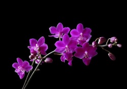 Gorgeous Purple Orchid
