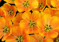 Orange Tulip Blossoms