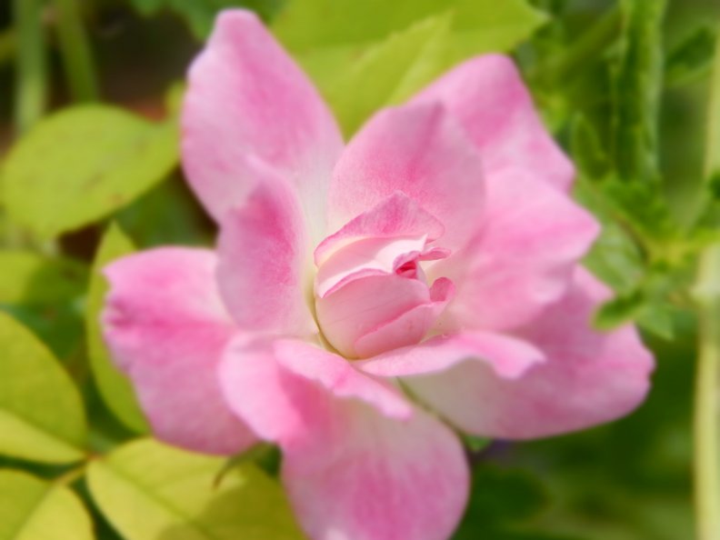 beautiful_pink_rose.jpg