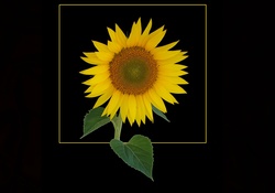 Sunflower on black