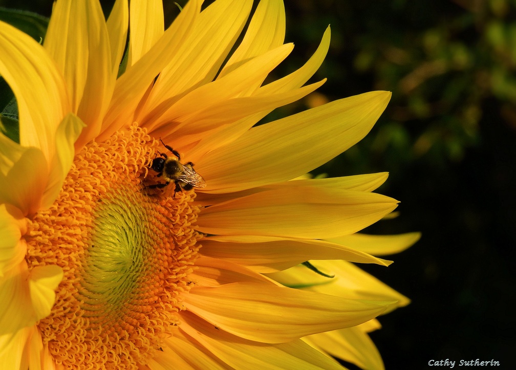 Beeutiful Sunflower