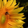Beeutiful Sunflower