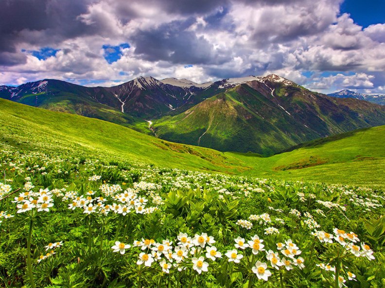 field_of_flowers_in_the_mountain.jpg