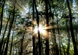 superb sunshine through the forest