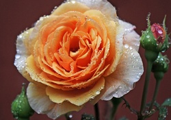 Raindrops on open pretty rose