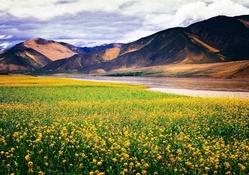 The Spring Arrived To River Tsangpo