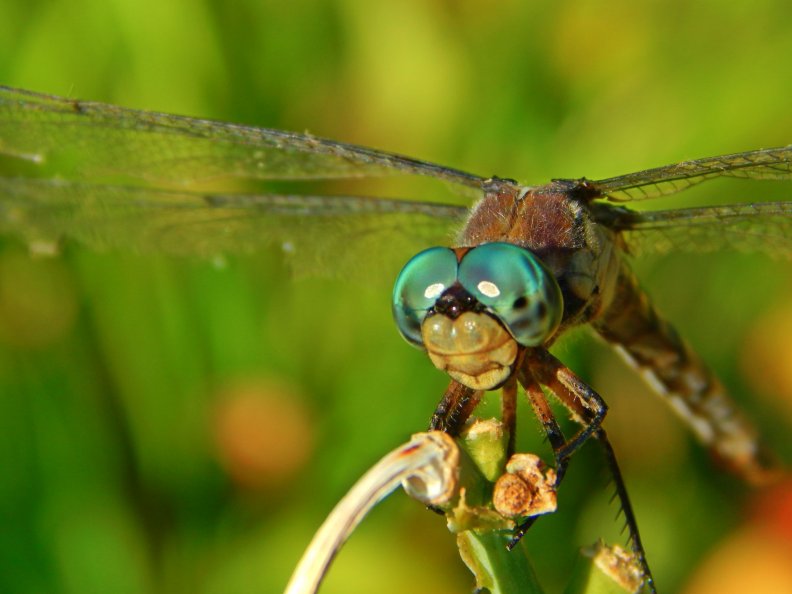 beauty_dragonfly.jpg