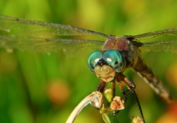 Beauty Dragonfly