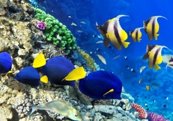 Algae Fish and Corals
