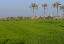 Fields in EGYPT