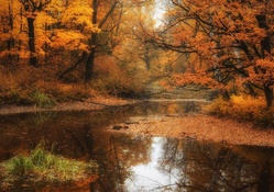 shallow stream in an autumn forest