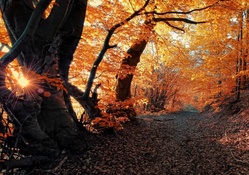fantastic forest path on an autumn morning