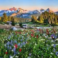Mountain wildflowers