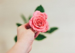 A rose bud for all the friends of DN