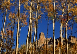 forest under chimney rock mountain in colorado