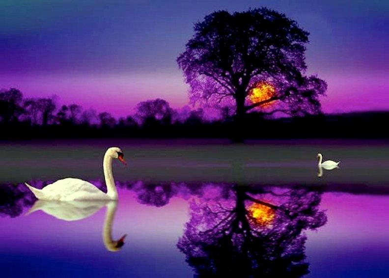 the_colorful_swan_lake.jpg