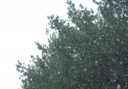 Rain in front of trees