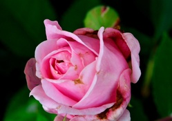 Beautiful Macro Rose