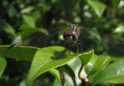 Dragonfly Eyes Close UP