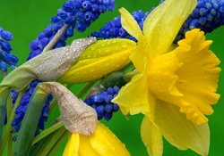 Daffodils and Hyacinth
