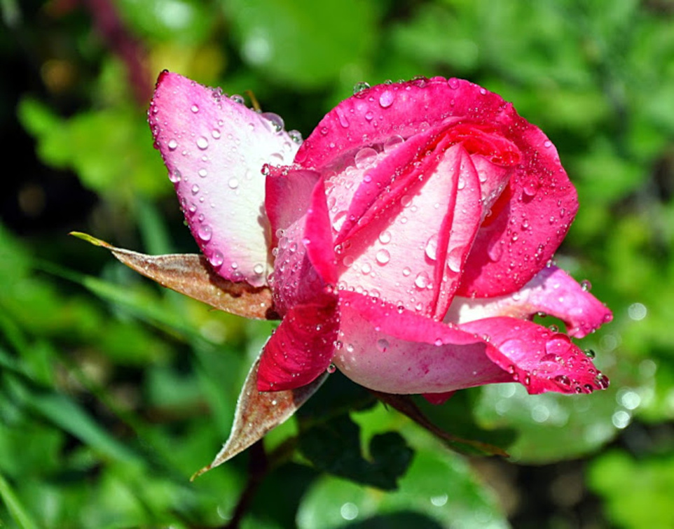 Drops on Rose