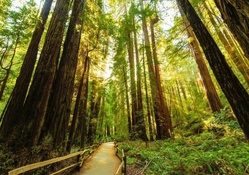 path through a forest of tall redwoods