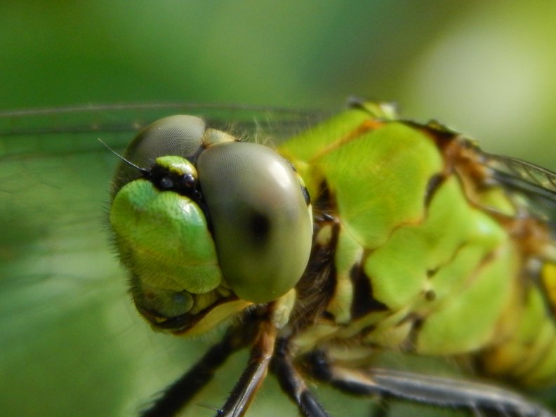 Green Eyes Dragonfly