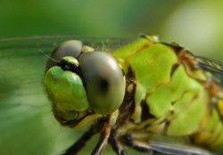 Green Eyes Dragonfly