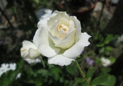 Bloom Rose