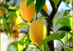 ~Lemons ~