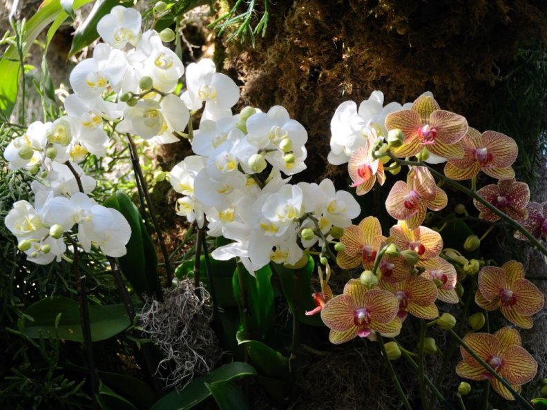 garden_of_beautiful_orchids.jpg