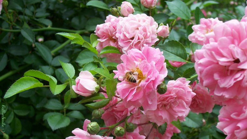 honey_bee_in_pink_roses.jpg