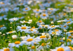 Bright and Happy Daisies