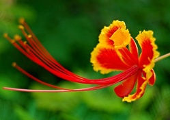 Exotic Flower