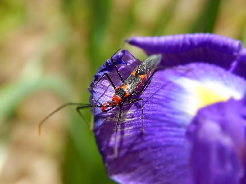 Assassin Bug And Iris flower