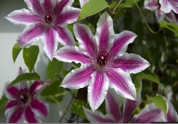 Amazing star flowers 