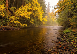 * River in autumn forest *