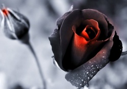 Wet Black Roses